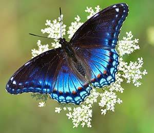 Le papillon