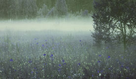 Les Fleurs bleues dans la brume